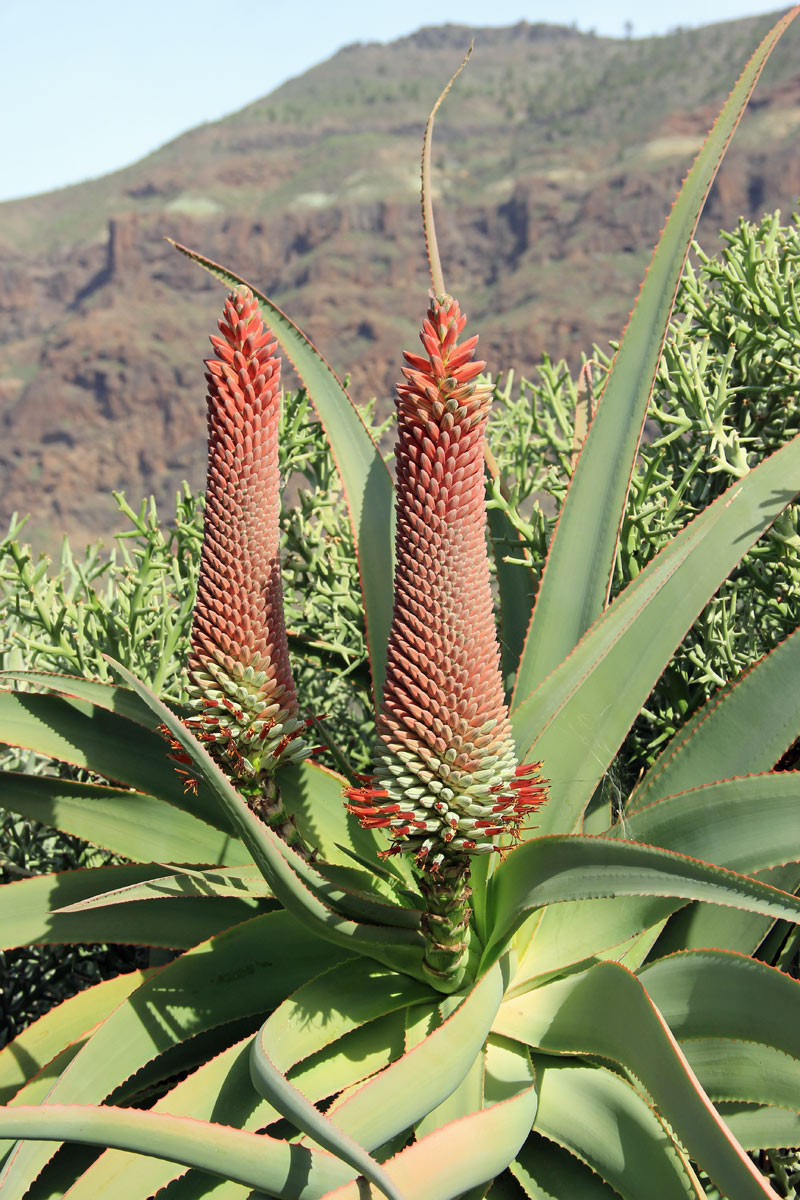 GIARDIN DE CACTUS di Gran Canaria